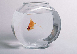 凈化水可以養(yǎng)魚嗎？?jī)艋梢詻_奶粉嗎