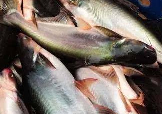 巴沙魚是什么魚？巴沙魚吃什么東西？