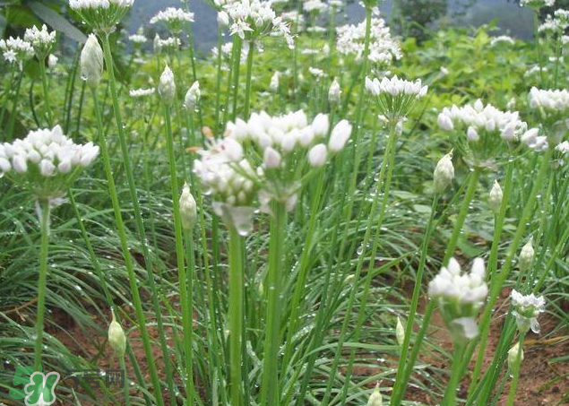 韭菜籽泡水喝有效果嗎？韭菜籽能直接泡水喝嗎？