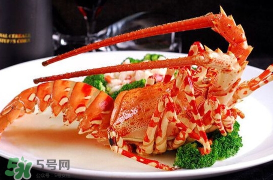 中華錦繡龍蝦可以養(yǎng)殖嗎？中華錦繡龍蝦有毒嗎