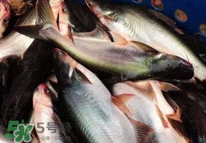 巴沙魚(yú)是淡水魚(yú)還是海魚(yú)？巴沙魚(yú)為什么沒(méi)有刺