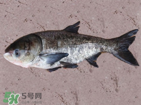花鰱魚是海鮮嗎？花鰱魚是淡水魚嗎