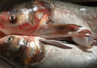 花鰱魚是海鮮嗎？花鰱魚是淡水魚嗎