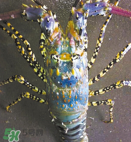 中華錦繡龍蝦可以養(yǎng)殖嗎？中華錦繡龍蝦有毒嗎
