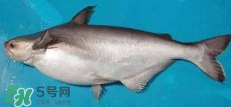 巴沙魚(yú)是淡水魚(yú)還是海魚(yú)？巴沙魚(yú)為什么沒(méi)有刺