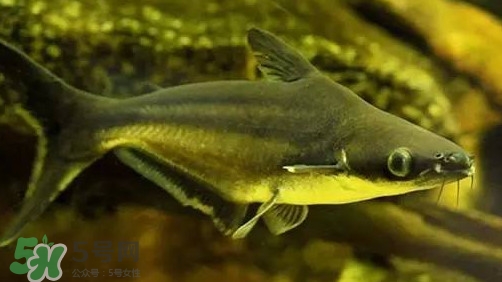 巴沙魚為什么不能吃？巴沙魚多少錢一斤