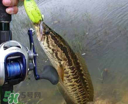 黑魚厲害還是鯰魚厲害？黑魚是世界上最臟的魚