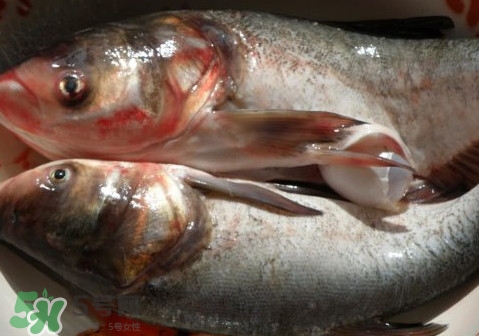 花鰱魚是海鮮嗎？花鰱魚是淡水魚嗎