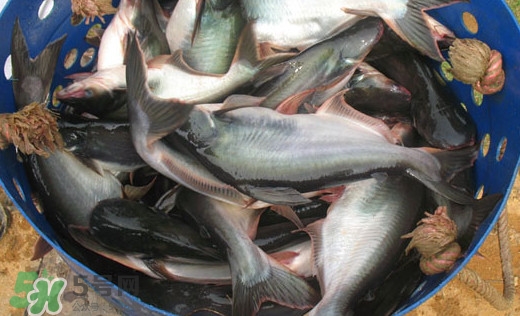 巴沙魚(yú)是什么魚(yú)？巴沙魚(yú)吃什么東西？
