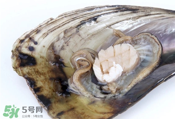 å¸¶å­æ˜¯æ‰‡è²å—Žï¼Ÿå¸¶å­å’Œæ‰‡è²å“ªå€‹(gÃ¨)å¥½åƒ