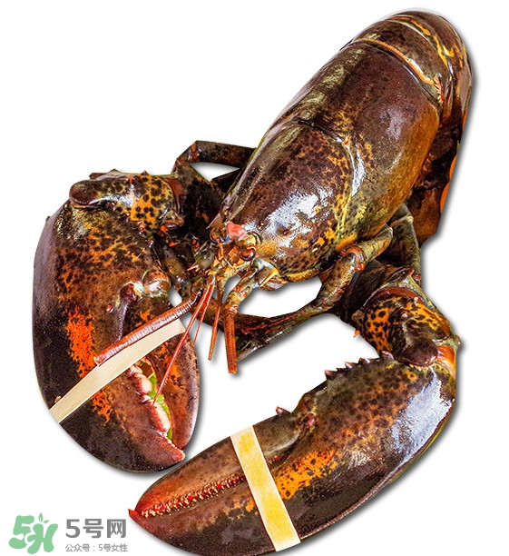 波士頓龍蝦怎么去蝦線？波士頓龍蝦怎么清洗
