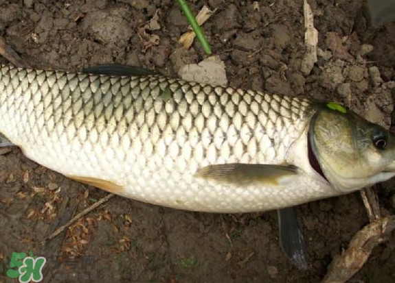 黑魚和草魚哪個(gè)好吃？黑魚不適合什么人吃