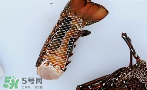 波士頓龍蝦產(chǎn)自波士頓嗎？波士頓龍蝦是哪里的
