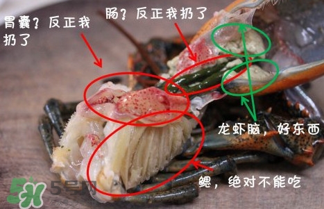 波士頓龍蝦頭能吃嗎？波士頓龍蝦哪里不能吃