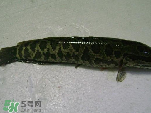 黑魚厲害還是鯰魚厲害？黑魚是世界上最臟的魚