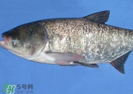 花鰱魚是海鮮嗎？花鰱魚是淡水魚嗎