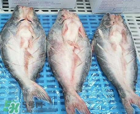 巴沙魚(yú)是什么魚(yú)？巴沙魚(yú)吃什么東西？