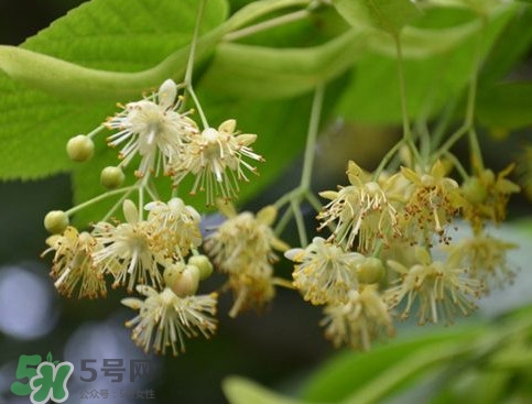 椴樹蜜有什么氣味？椴樹蜜結晶看到糖怎么回事