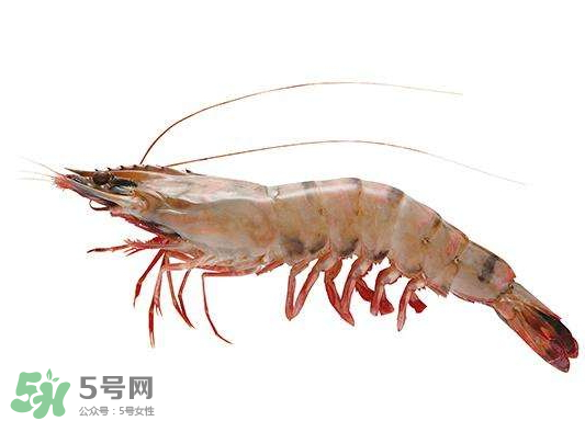 明蝦是海蝦還是河蝦？明蝦是什么蝦？