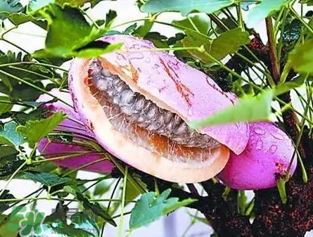 八月瓜適合哪里種植？八月瓜的種植技術(shù)