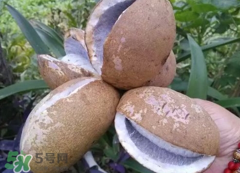 八月瓜什么時(shí)候成熟？八月瓜什么時(shí)候種植