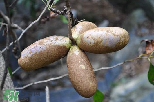 預(yù)知子怎么吃？預(yù)知子作用和功效是什么