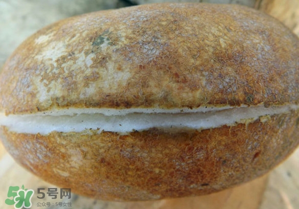預(yù)知子果為什么種的人少？預(yù)知子和八月扎有區(qū)別嗎