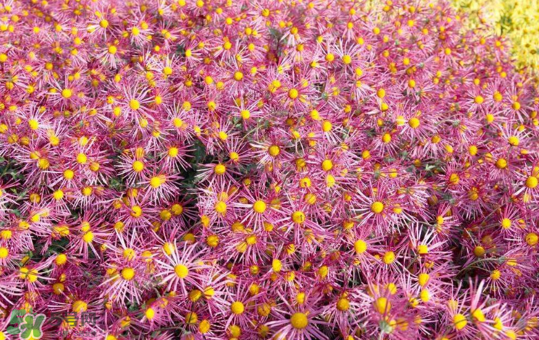 秋天開花嗎？秋天的花有哪些？