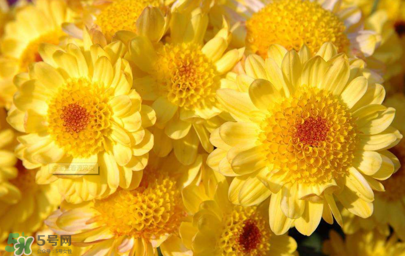 秋天開花嗎？秋天的花有哪些？