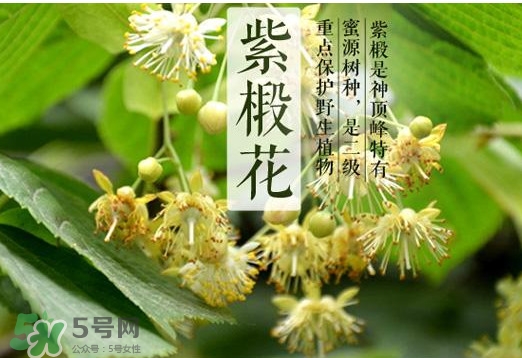 椴樹蜜是什么顏色？椴樹蜜是白色的嗎
