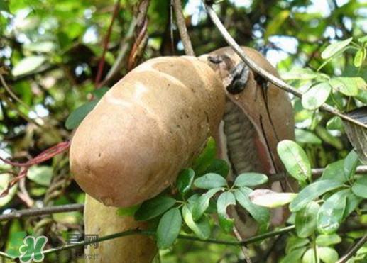 八月瓜適合哪里種植？八月瓜的種植技術(shù)