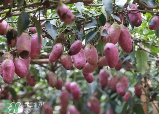 八月瓜能吃嗎？八月瓜到底有什么價(jià)值？