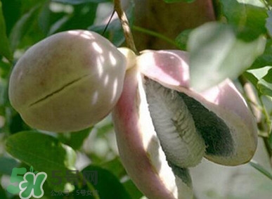 八月瓜適合哪里種植？八月瓜的種植技術(shù)