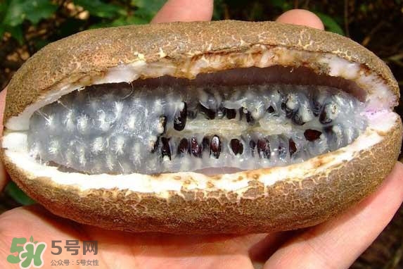八月瓜能吃嗎？八月瓜到底有什么價(jià)值？