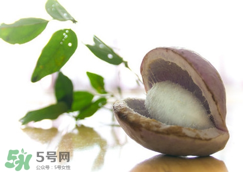 八月瓜可以泡酒嗎？八月瓜可以治乙肝嗎