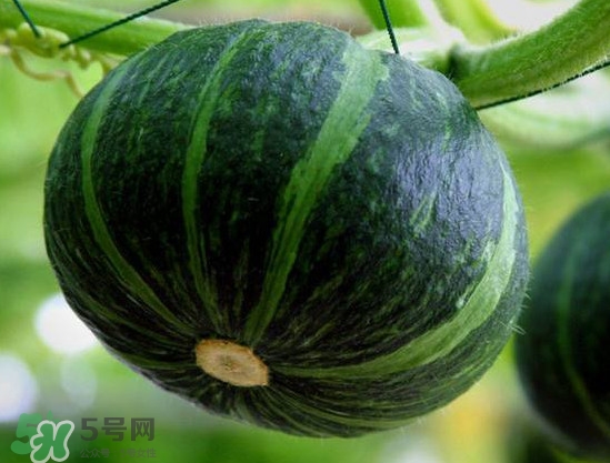 貝貝南瓜什么時候種植？貝貝南瓜什么時候上市