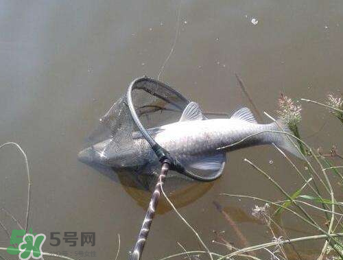 青魚怎么釣？釣青魚用什么餌料最好？