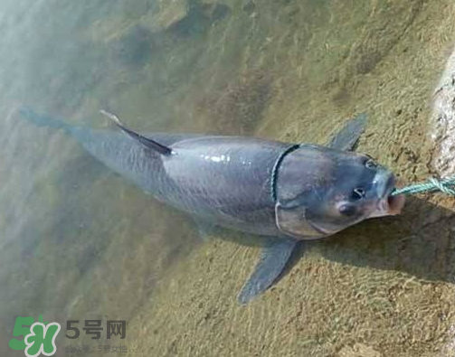 青魚怎么釣？釣青魚用什么餌料最好？