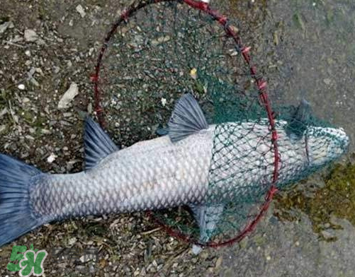 青魚怎么釣？釣青魚用什么餌料最好？
