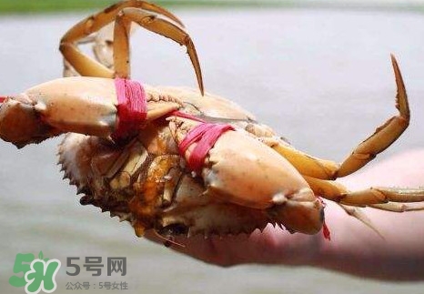 黃油蟹的選蟹標(biāo)準(zhǔn)是什么？黃油蟹的等級分類