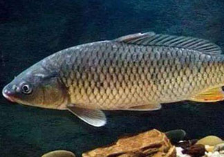 青魚怎么釣？釣青魚用什么餌料最好？