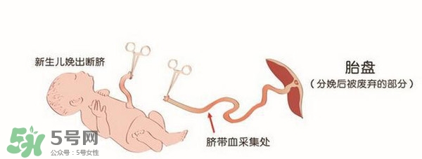 臍帶血有必要保存嗎？臍帶血有什么用？
