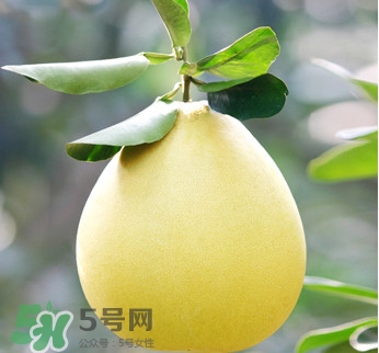 紅心蜜柚是不是轉基因？蜜柚是哪個地方的特產(chǎn)