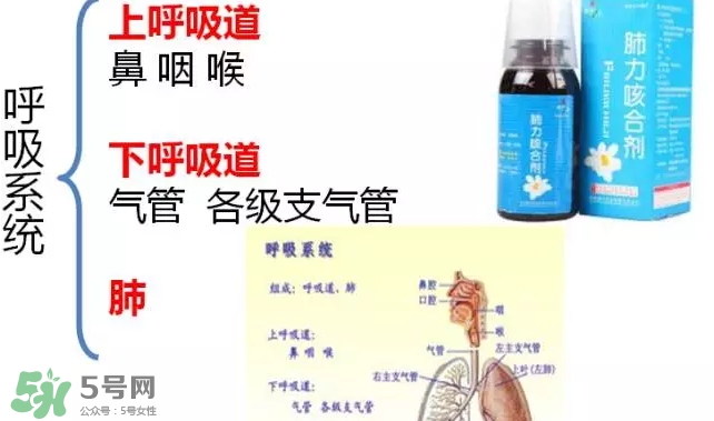 肺力咳合劑多少錢一瓶？