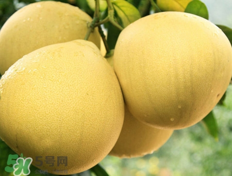 蜜柚怎么挑選？蜜柚怎么保存