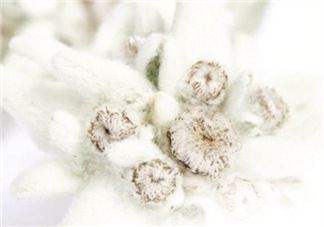 Siin雪絨花孕婦可以用嗎？Siin雪絨花護膚品孕婦合適嗎？