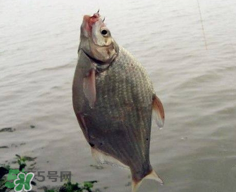 武昌魚(yú)怎么釣？釣武昌魚(yú)用什么餌料？