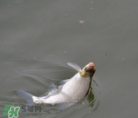 武昌魚(yú)怎么釣？釣武昌魚(yú)用什么餌料？