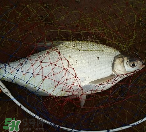 武昌魚(yú)怎么釣？釣武昌魚(yú)用什么餌料？