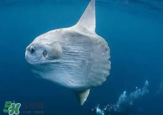 翻車魚是什么魚？翻車魚為什么叫翻車魚